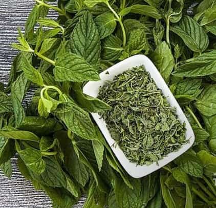 قیمت خرید نعناع ارگانیک + فروش ویژه